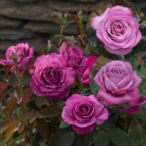 Rosa 'Lila Wunder' - Roos 'Lila Wunder'